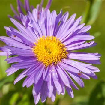 Aster Alpinus Dunkle Schoene Von Bruns Pflanzen