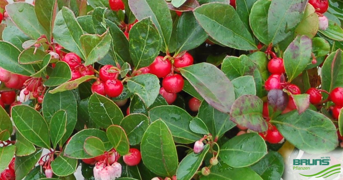 Gaultheria Procumbens Niederliegende Rebhuhnbeere Von Bruns Pflanzen