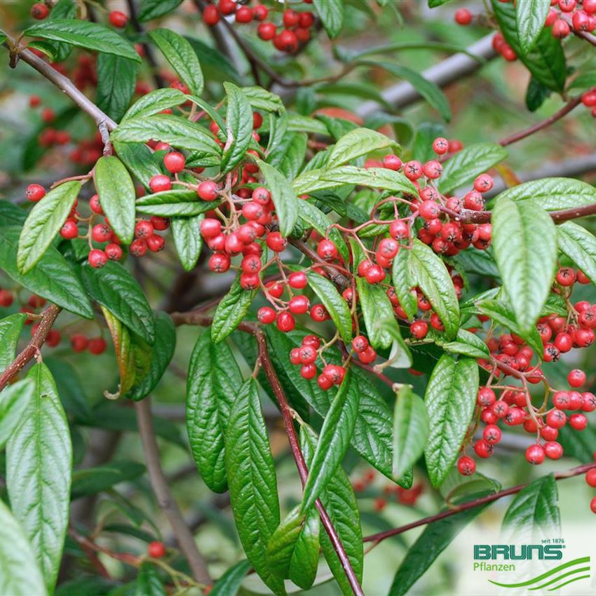 Cotoneaster salicifolius var floccosus Weidenblättrige Felsenmispel