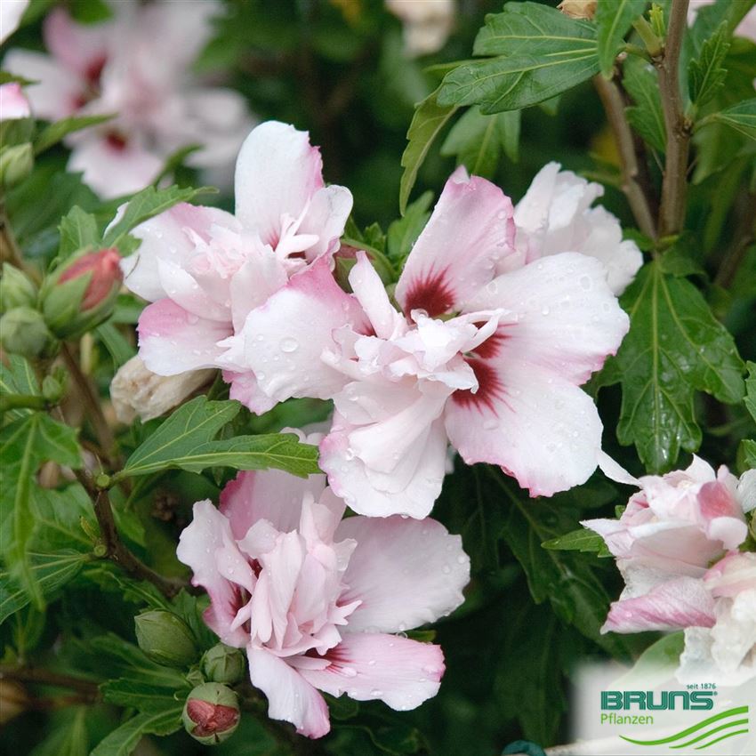 Hibiscus Syriacus Lady Stanley Von Bruns Pflanzen