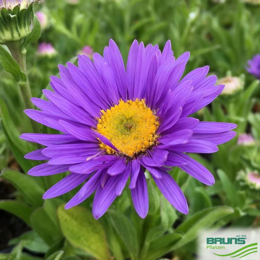 Aster Alpinus Dunkle Schoene Von Bruns Pflanzen