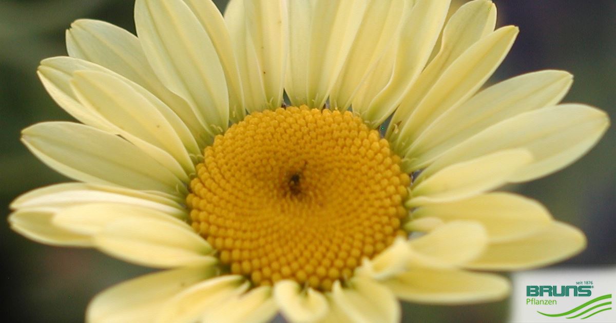 Anthemis Tinctoria Wargrave Von Bruns Pflanzen