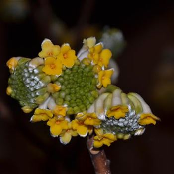 Edgeworthia Chrysantha Grandiflora Von Bruns Pflanzen