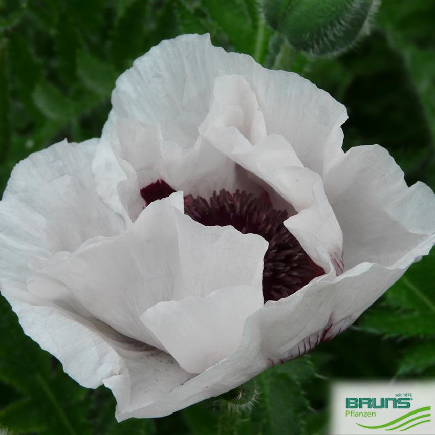 Papaver Orientale Perry S White Von Bruns Pflanzen