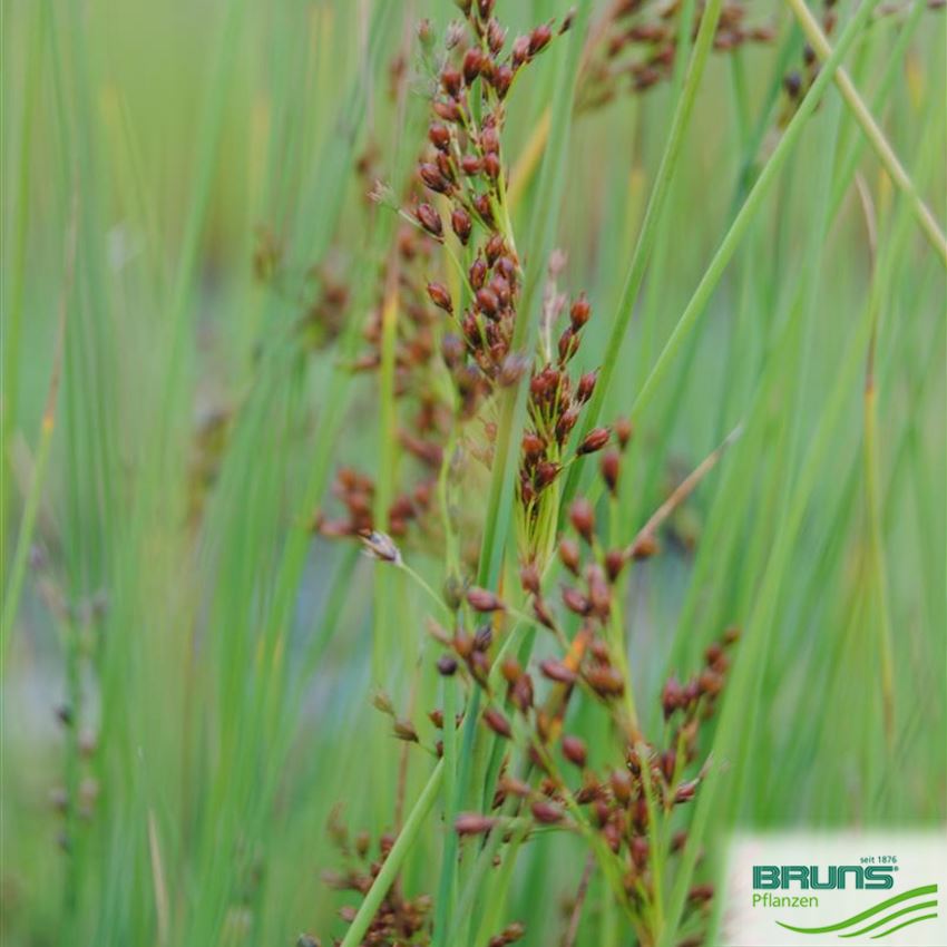 Juncus Effusus Jonc Diffus Von Bruns Pflanzen