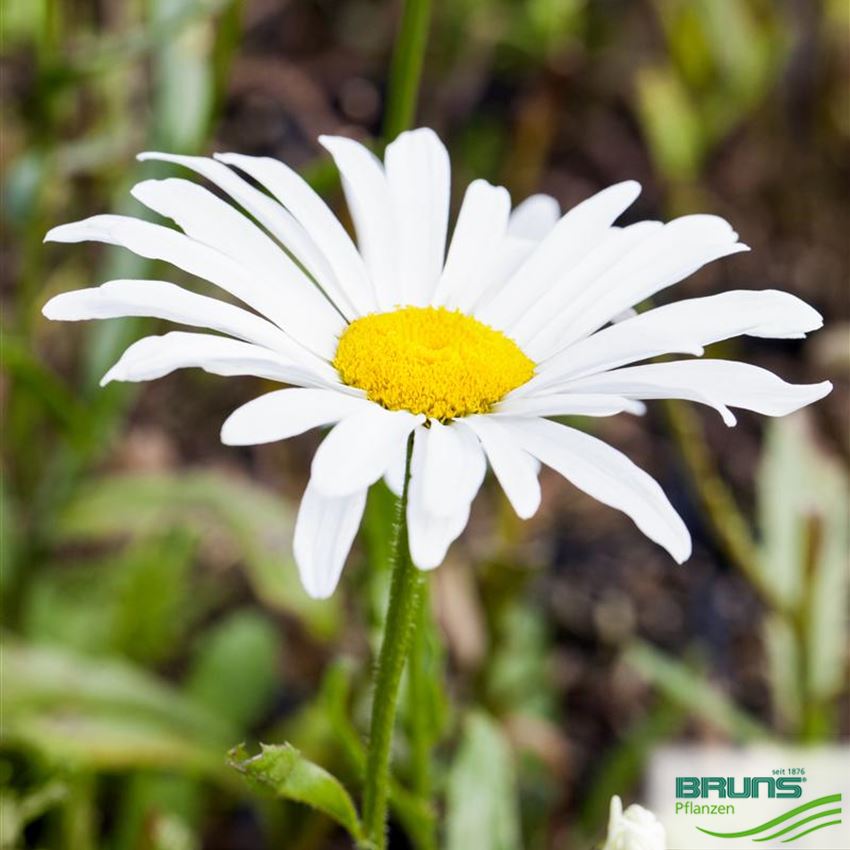 Leucanthemum X Superbum Silberprinzesschen Von Bruns Pflanzen