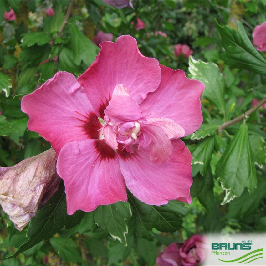 Hibiscus Syriacus Duc De Brabant Von Bruns Pflanzen