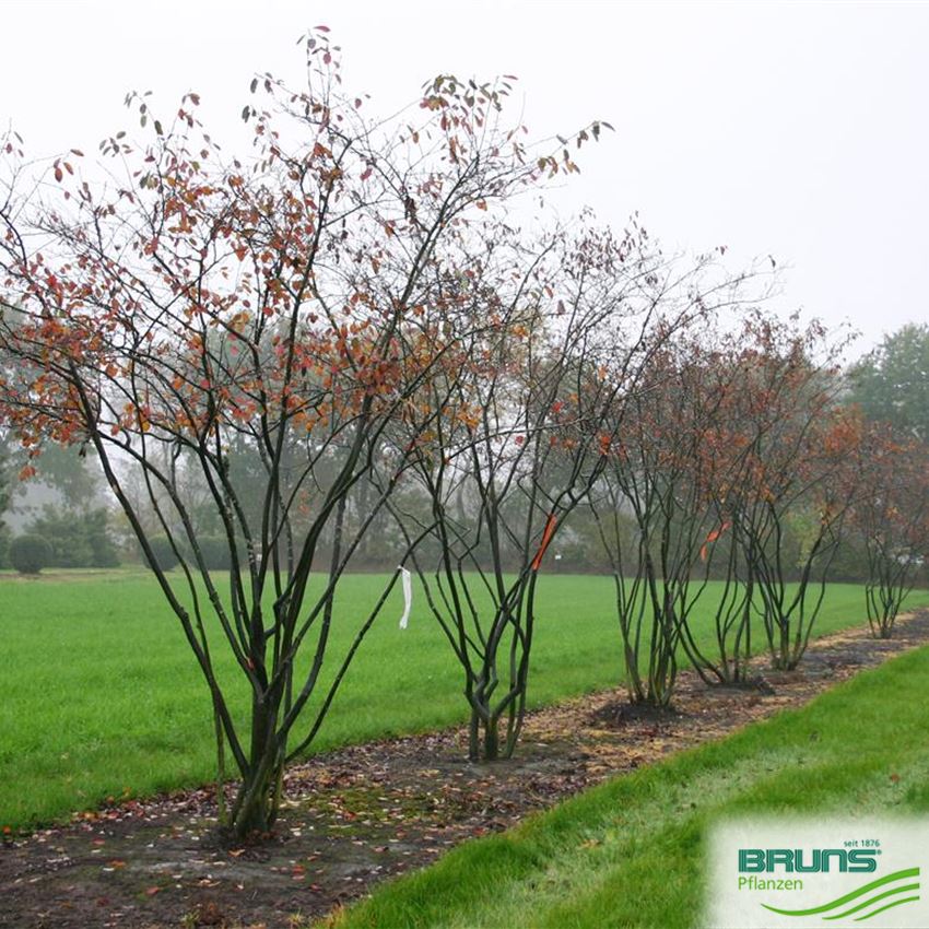 Amelanchier lamarckii, KupferFelsenbirne von Bruns Pflanzen