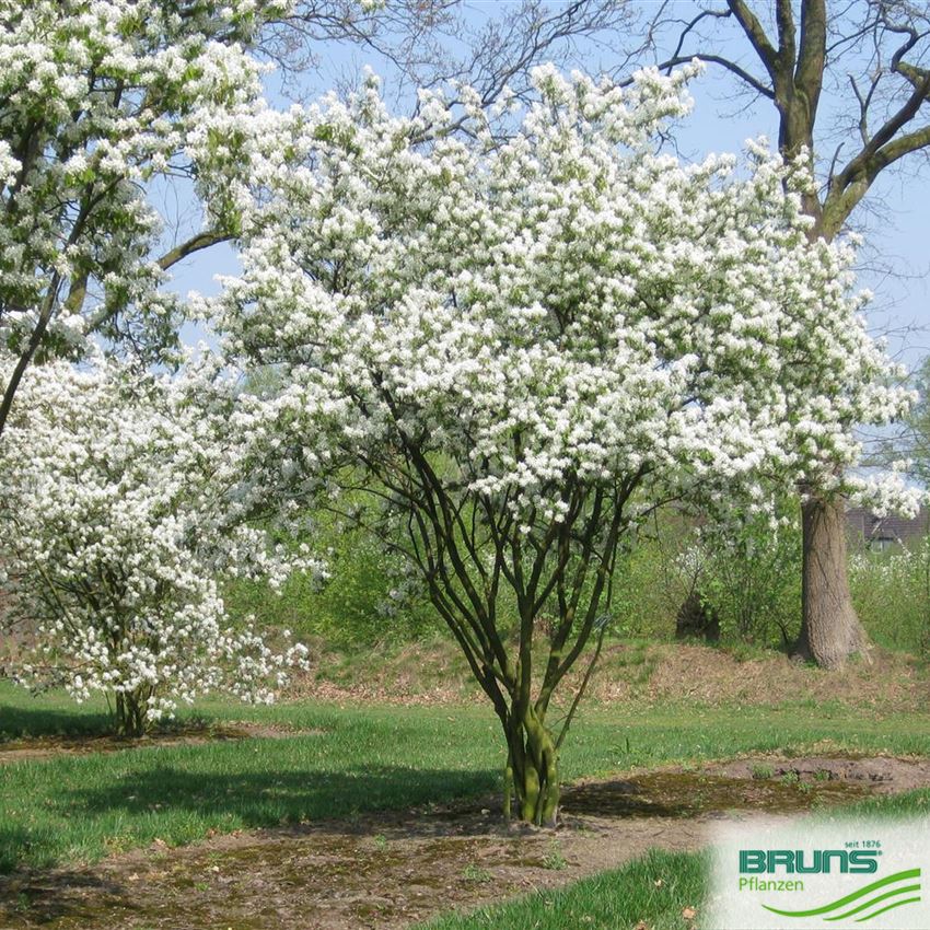 Amelanchier lamarckii, KupferFelsenbirne von Bruns Pflanzen
