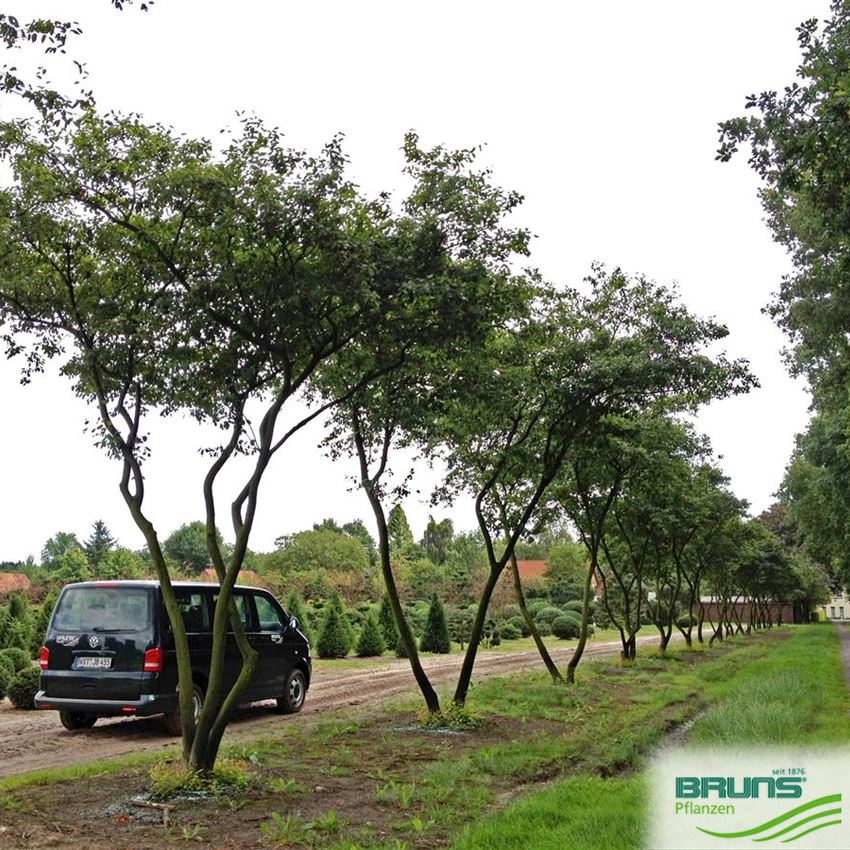 Kupfer-Felsenbirne – Amelanchier Lamarckii, 3x Containerpflanzen 60–80 Cm, Laubabwerfender Zierbaum Mit Bronzenem Austrieb, Weißen Blüten, Essbaren Beeren & Herbstfärbung, Für Garten & Solitär