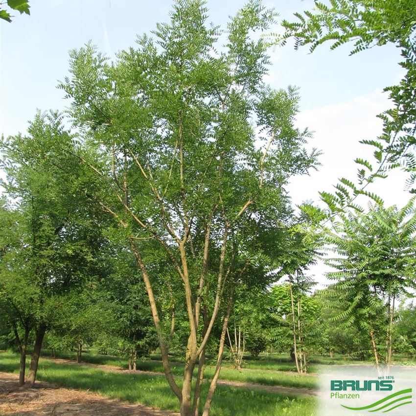 Sophora japonica 'Regent' von Bruns Pflanzen