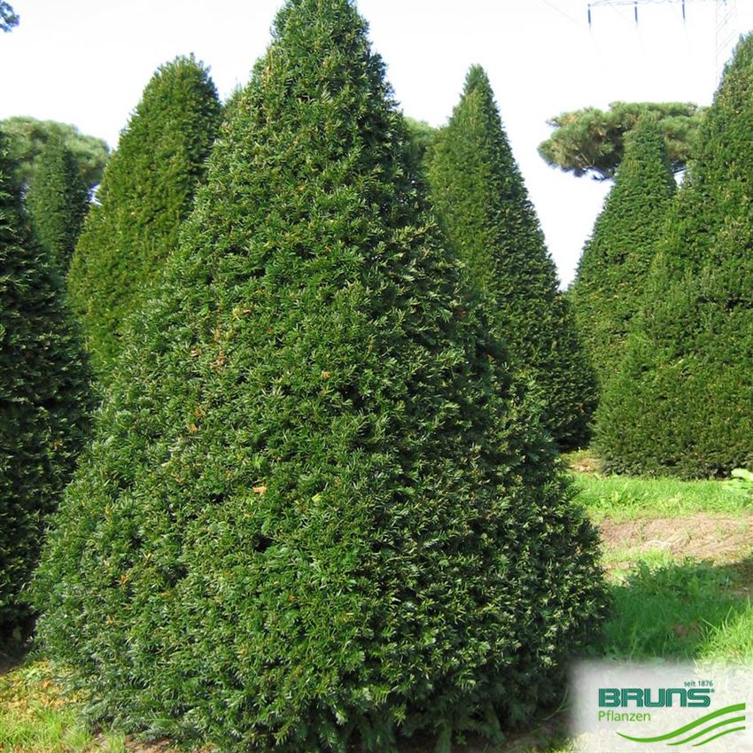 Taxus baccata, Gewöhnliche Eibe von Bruns Pflanzen