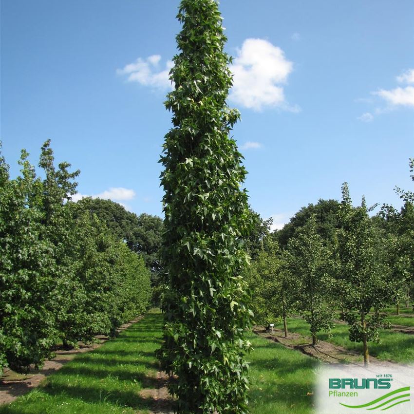 Liquidambar styraciflua 'Slender Silhouette', SäulenAmberbaum von