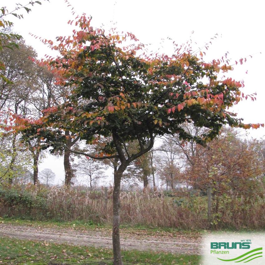 Parrotia persica von Bruns Pflanzen