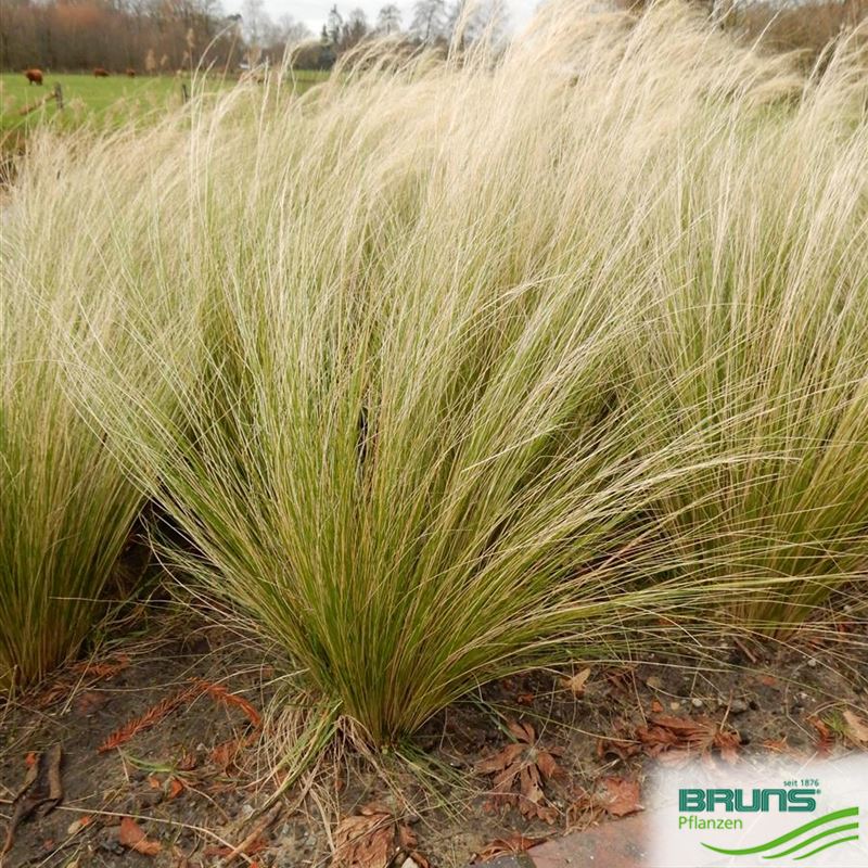 Nassella tenuissima von Bruns Pflanzen