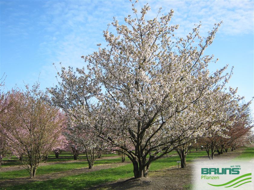 Prunus Serrulata Shirotae Von Bruns Pflanzen Prunus Serrulata Shirotae Von Bruns Pflanzen