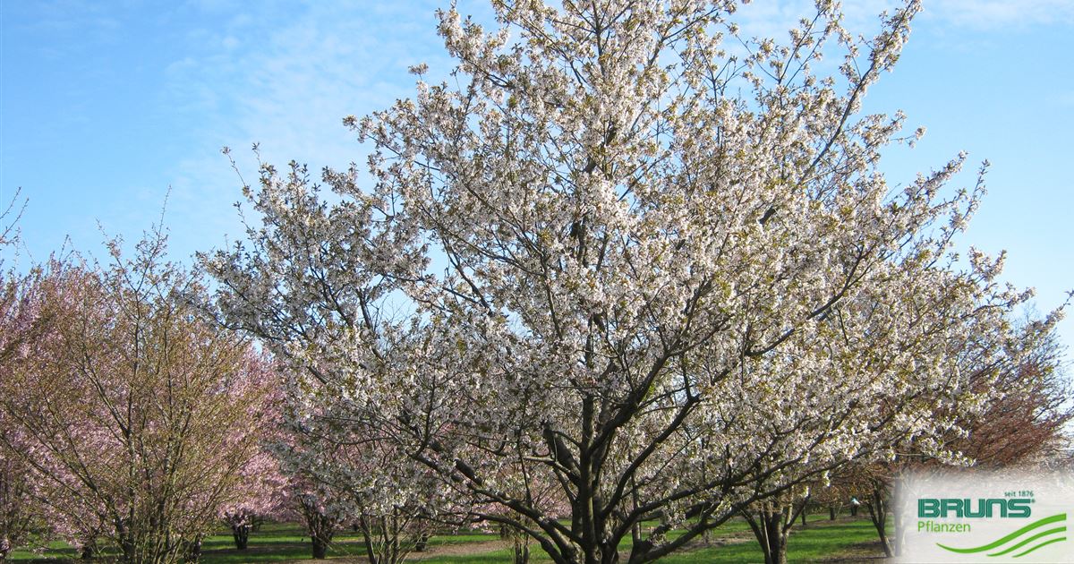 Prunus Serrulata Shirotae Von Bruns Pflanzen