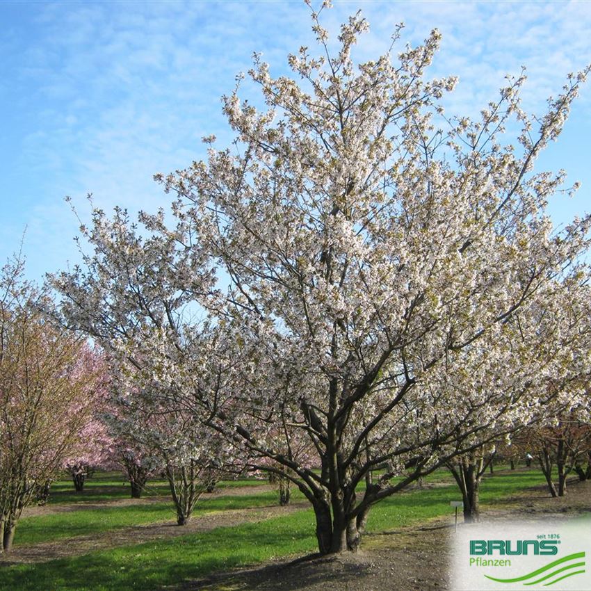 Prunus Serrulata Shirotae Von Bruns Pflanzen Prunus Serrulata Shirotae Von Bruns Pflanzen