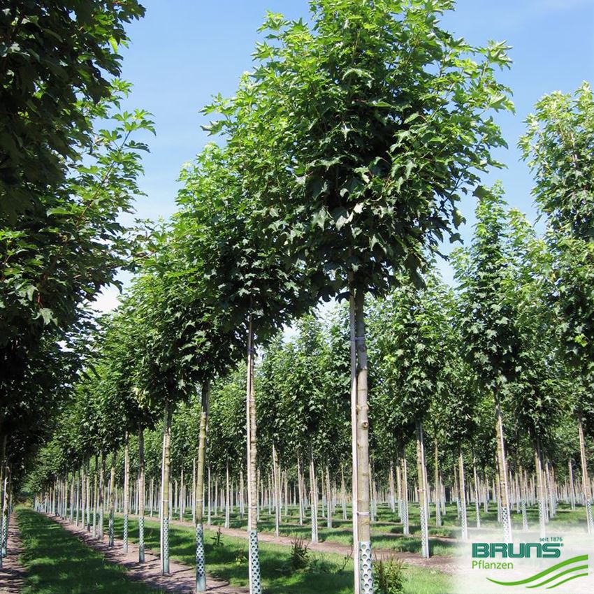 Acer pseudoplatanus von Bruns Pflanzen