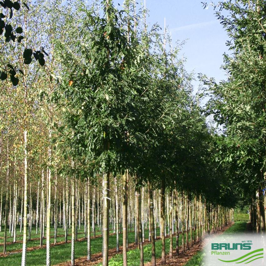 Quercus cerris, ZerrEiche von Bruns Pflanzen