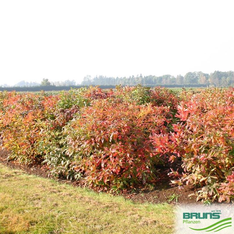 Azalea pontica von Bruns Pflanzen