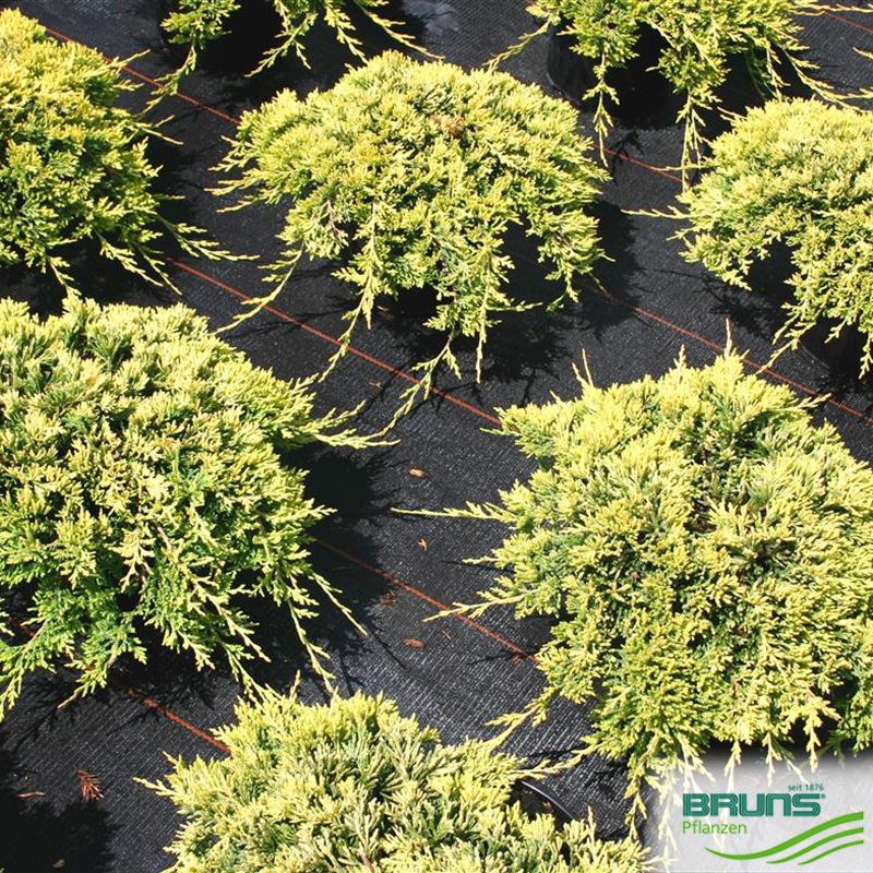 Juniperus horizontalis &lsquo;Golden Carpet&rsquo; von Bruns Pflanzen