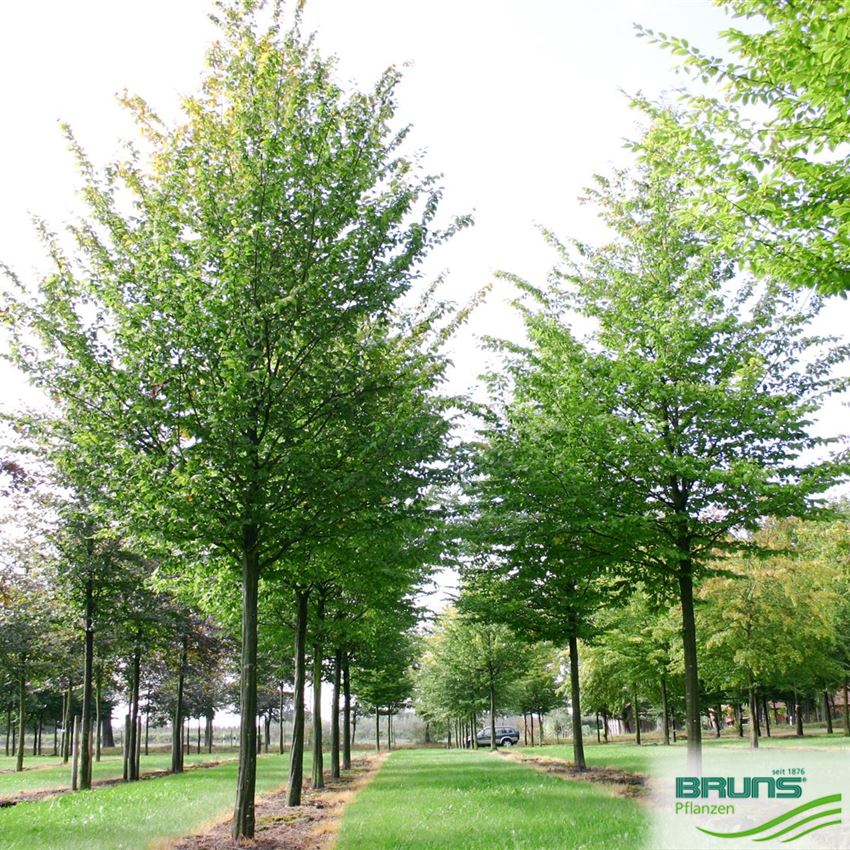 Carpinus betulus, Common hornbeam von Bruns Pflanzen