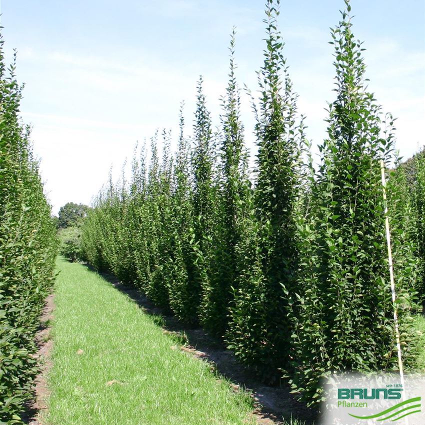 Carpinus betulus 'Fastigiata', charme pyramidal von Bruns Pflanzen