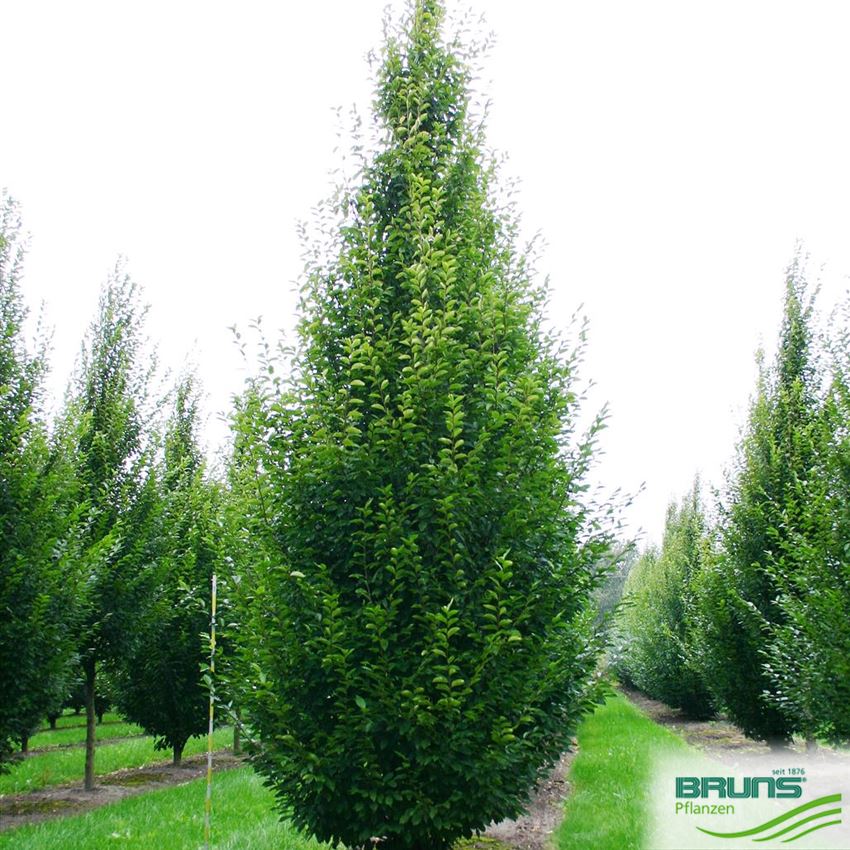 Carpinus betulus 'Fastigiata', charme pyramidal von Bruns Pflanzen