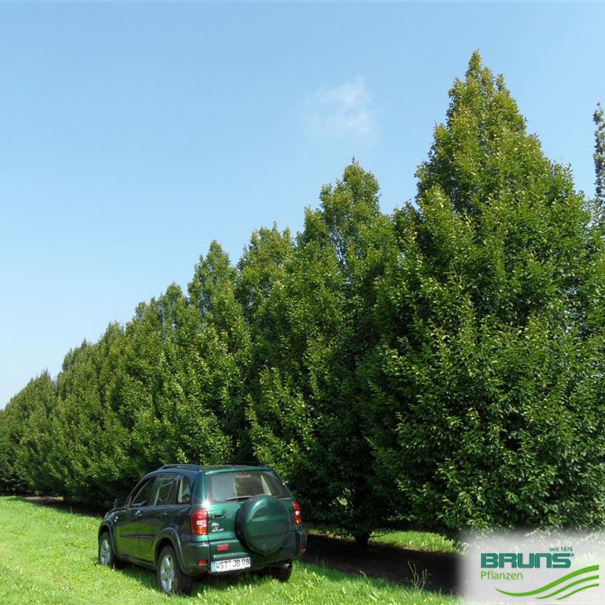 Carpinus betulus 'Fastigiata', charme pyramidal von Bruns Pflanzen