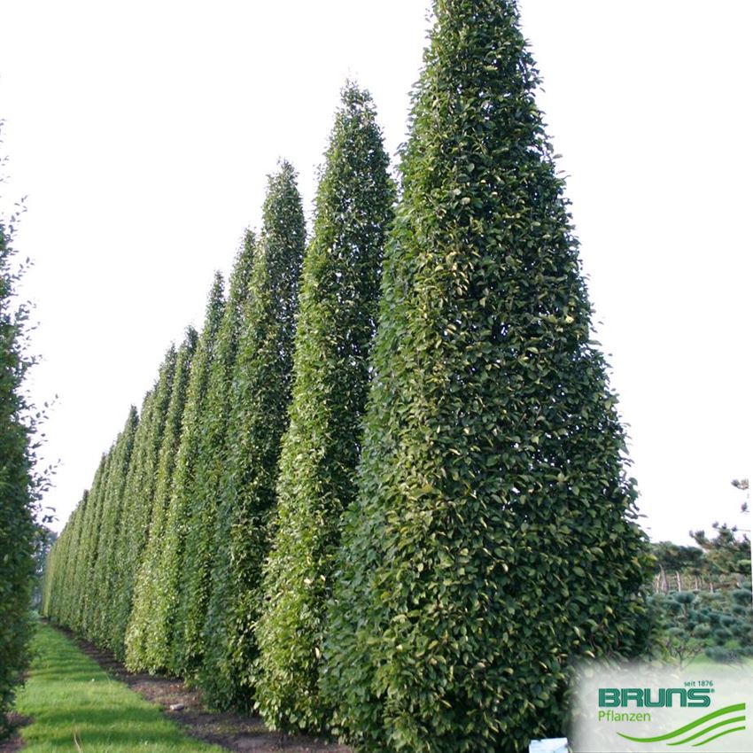 Carpinus betulus 'Fastigiata', charme pyramidal von Bruns Pflanzen