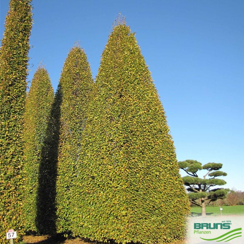 Carpinus betulus 'Fastigiata', charme pyramidal von Bruns Pflanzen
