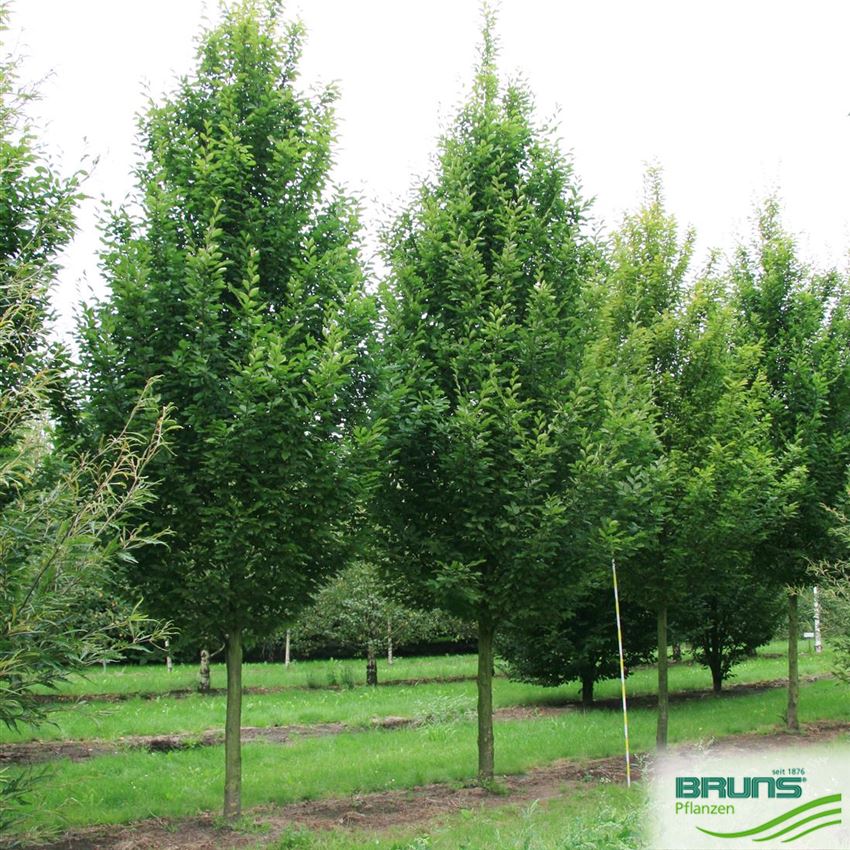 Carpinus betulus 'Fastigiata', charme pyramidal von Bruns Pflanzen