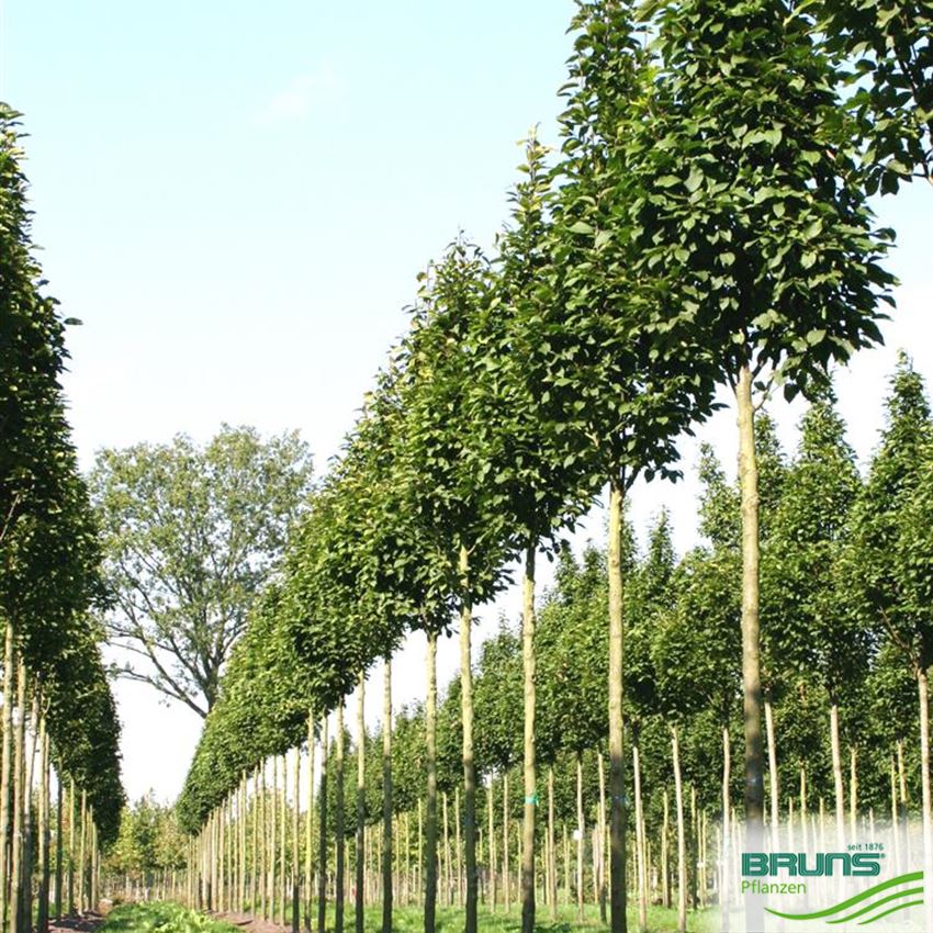 Carpinus betulus 'Fastigiata', charme pyramidal von Bruns Pflanzen