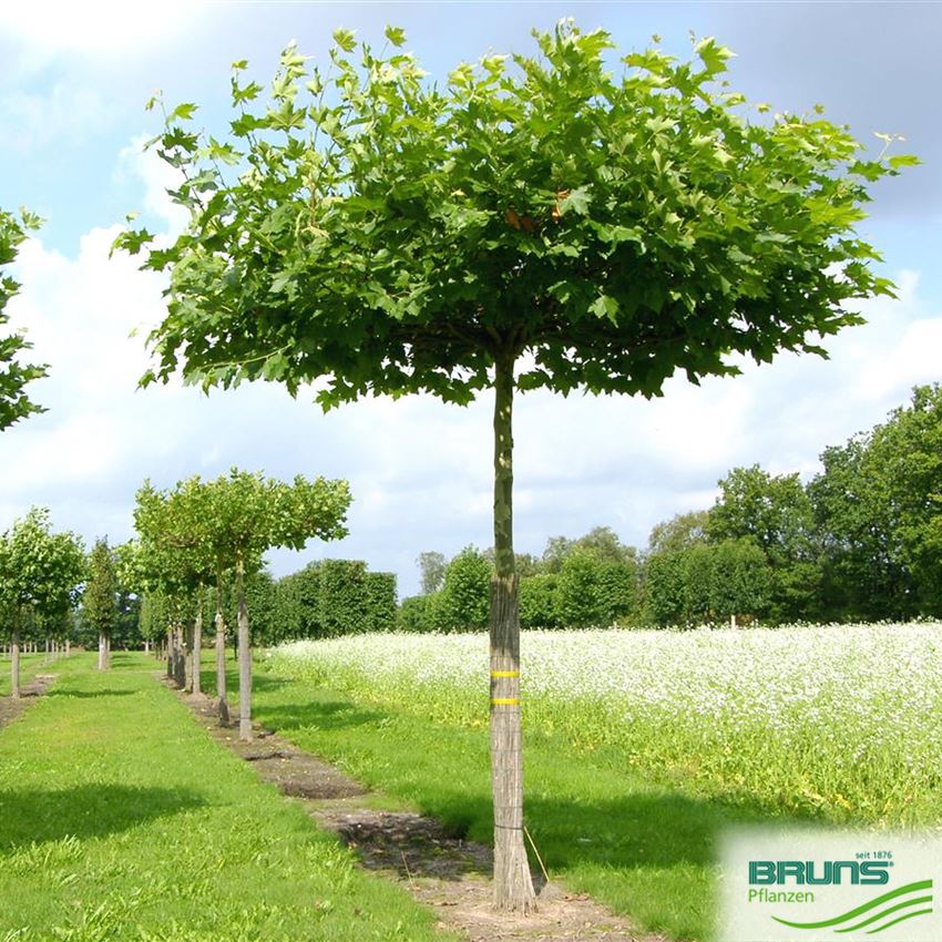 Platanus acerifolia, Ahornblättrige Platane von Bruns Pflanzen