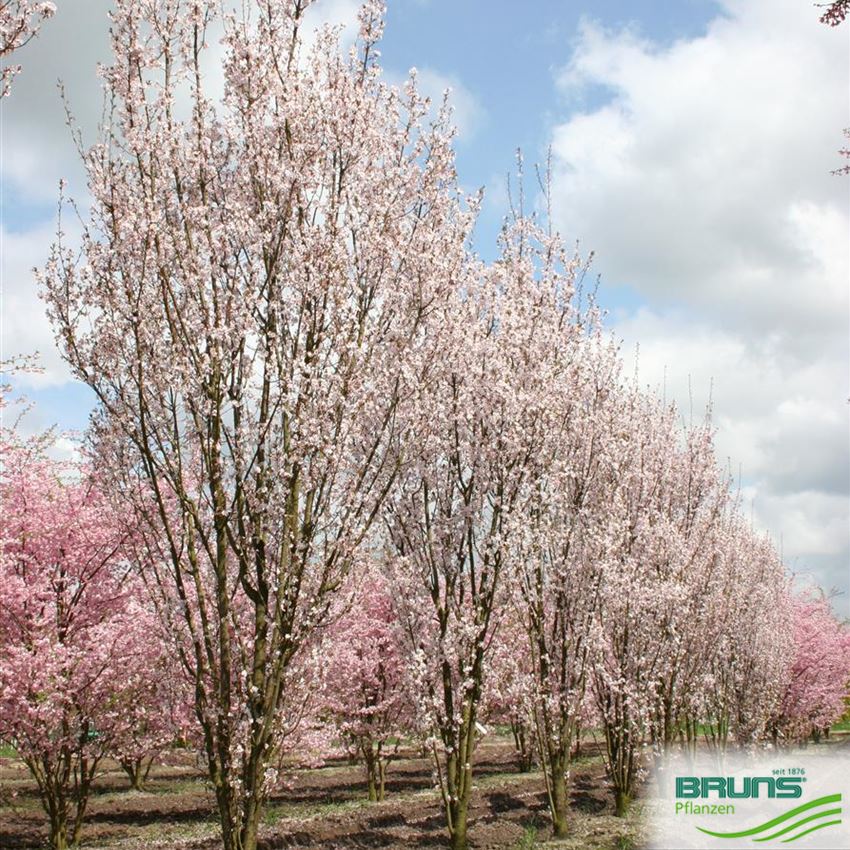 Prunus hillieri 'Spire' von Bruns Pflanzen