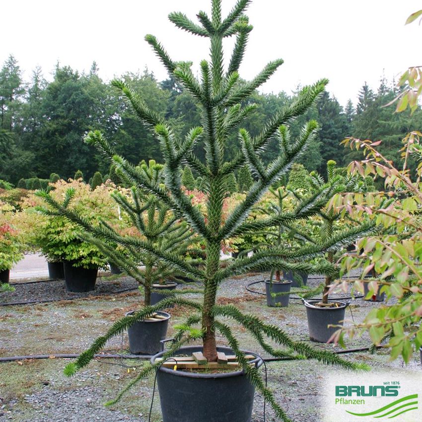 Araucaria araucana, Araukarie, Andentanne, Chilenische ...