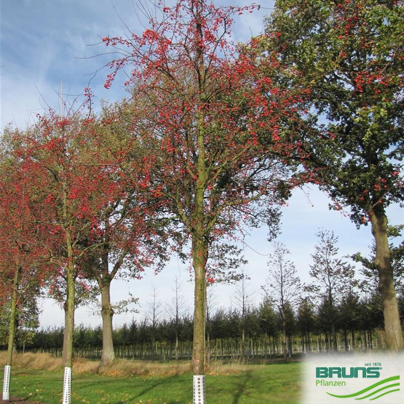 Malus 'Red Splendor' von Bruns Pflanzen