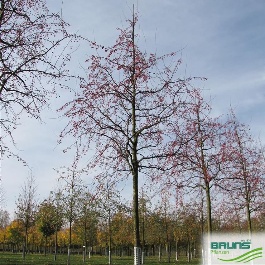 Malus 'Red Splendor' von Bruns Pflanzen