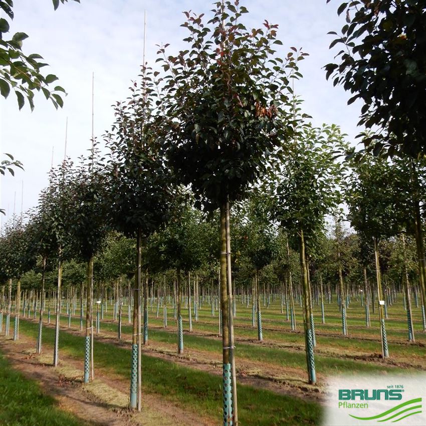 Malus 'Red Splendor' von Bruns Pflanzen