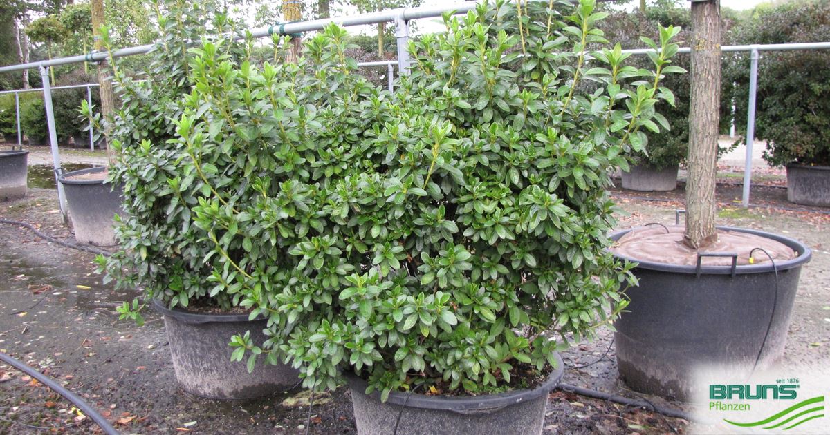 Jap. Azalea kl.bl. 'Treasure' von Bruns Pflanzen