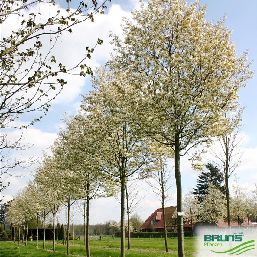 Amelanchier arborea 'Robin Hill', SchneeFelsenbirne von