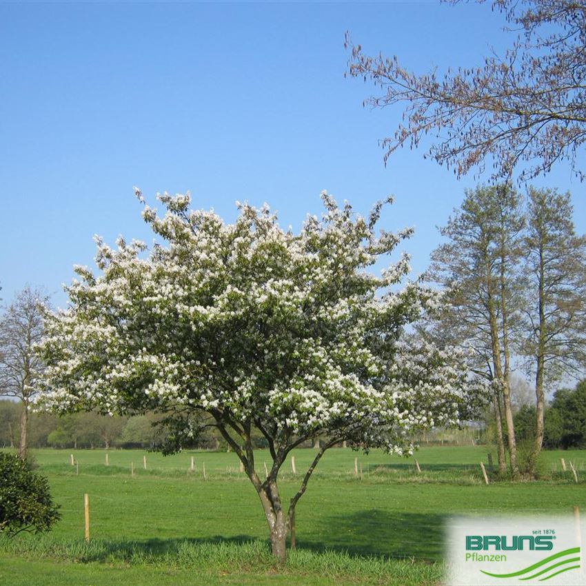 Amélanchier De Lamarck En Pot 3L – Arbuste Caduc, Floraison Blanche En Avril, Hauteur Adulte 6m