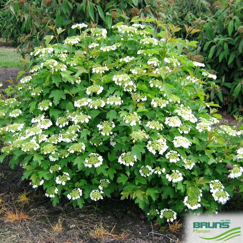 Viburnum opulus von Bruns Pflanzen