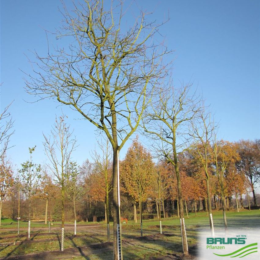 Amelanchier lamarckii, KupferFelsenbirne von Bruns Pflanzen