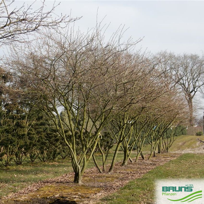 Amelanchier lamarckii, KupferFelsenbirne von Bruns Pflanzen