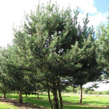 Pinus Sylvestris Scots Pine Von Bruns Pflanzen