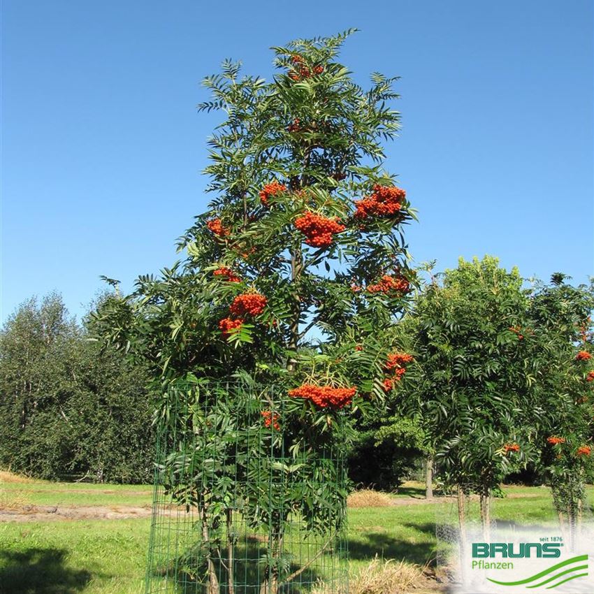 Sorbus commixta 'Dodong' von Bruns Pflanzen