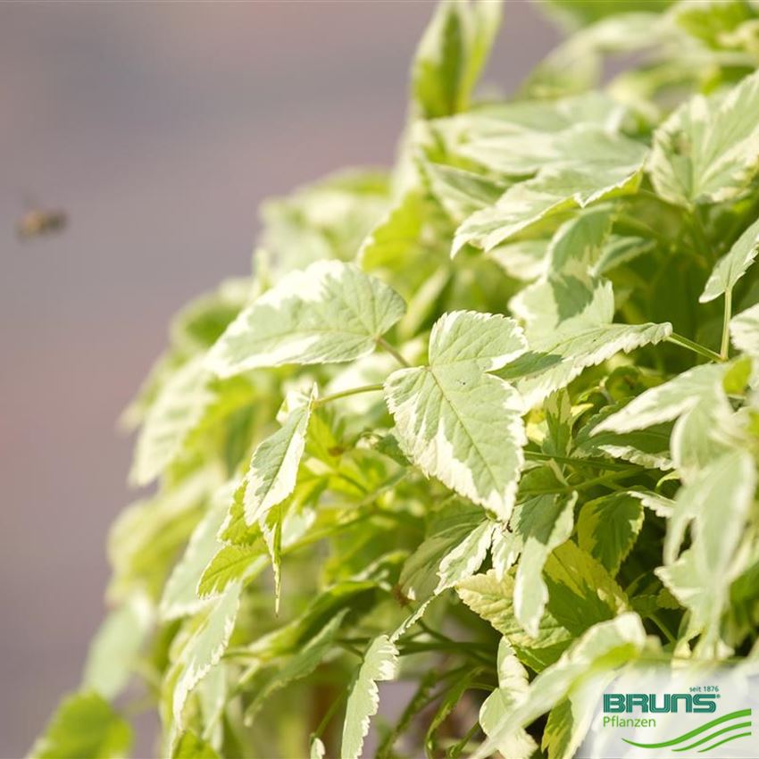 Aegopodium podagraria 'Variegatum' von Bruns Pflanzen