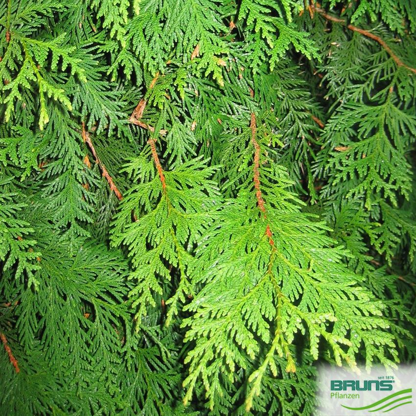 Thuja plicata 'Excelsa' von Bruns Pflanzen